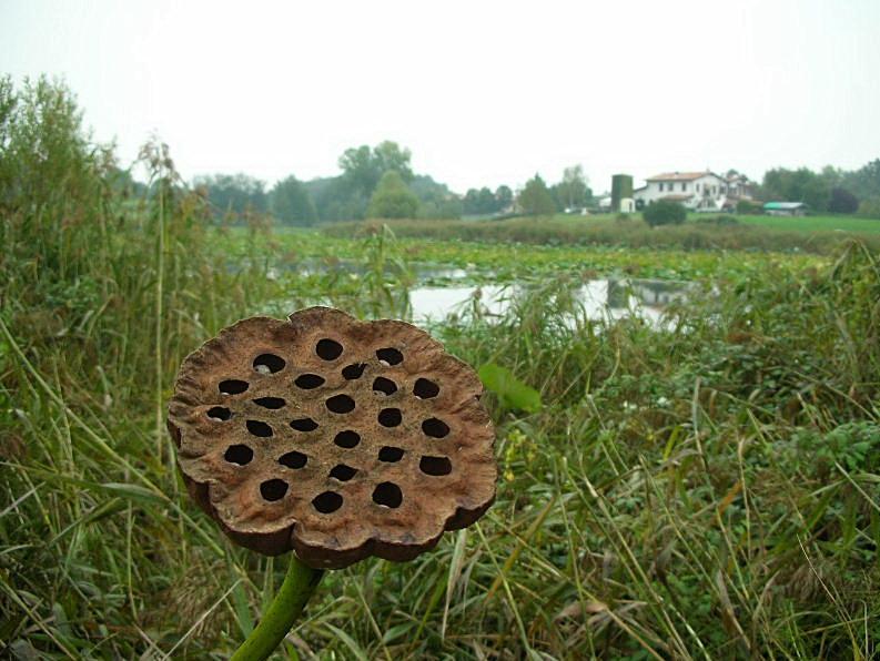 Nelumbo nucifera  / Fior di Loto, Nelumbo